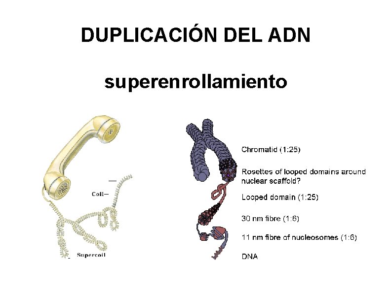 DUPLICACIÓN DEL ADN superenrollamiento 