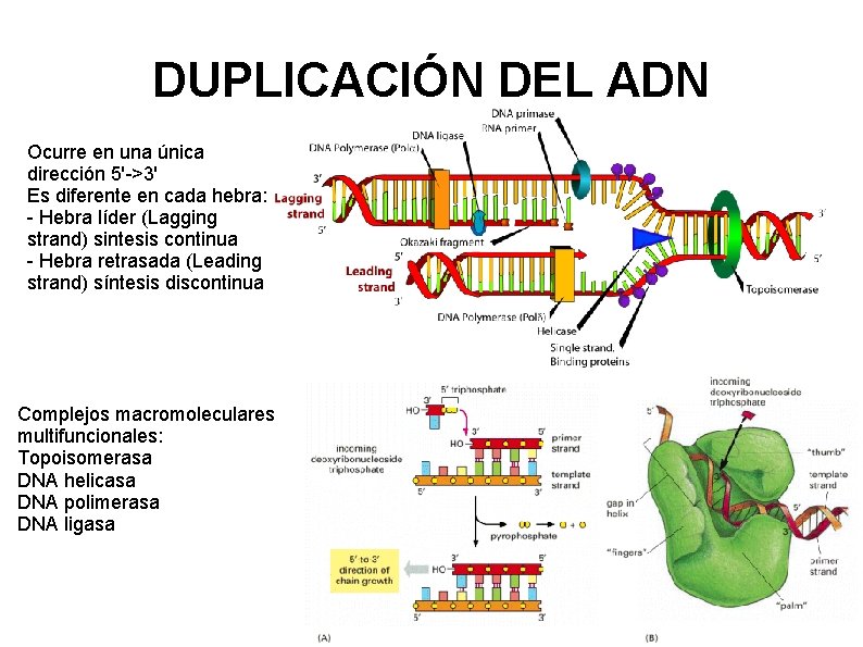 DUPLICACIÓN DEL ADN Ocurre en una única dirección 5'->3' Es diferente en cada hebra: