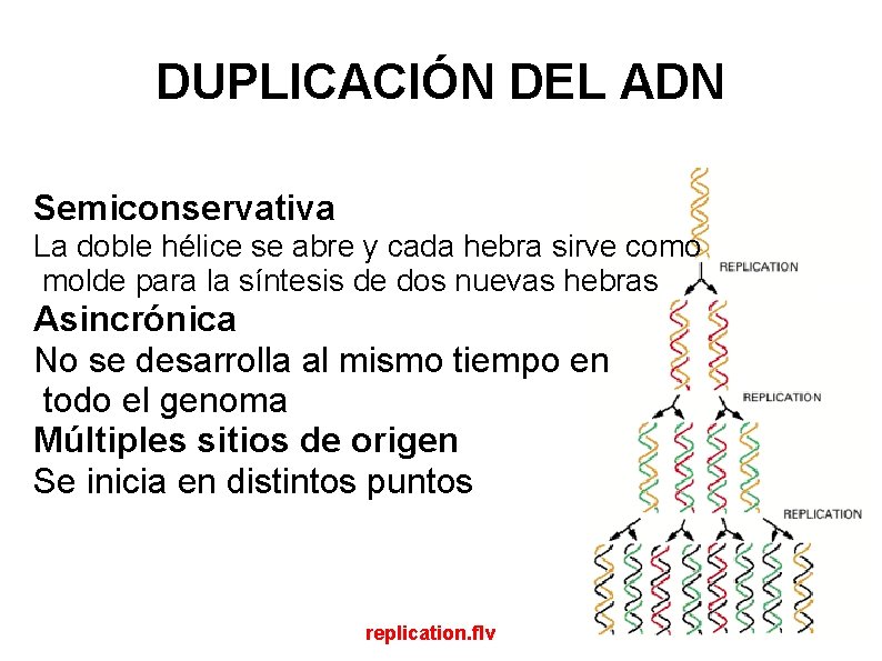 DUPLICACIÓN DEL ADN Semiconservativa La doble hélice se abre y cada hebra sirve como