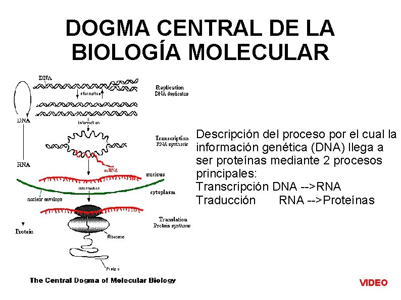 DOGMA CENTRAL DE LA BIOLOGÍA MOLECULAR Descripción del proceso por el cual la información