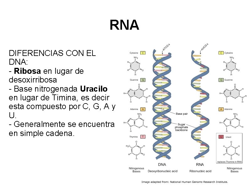 RNA DIFERENCIAS CON EL DNA: - Ribosa en lugar de desoxirribosa - Base nitrogenada