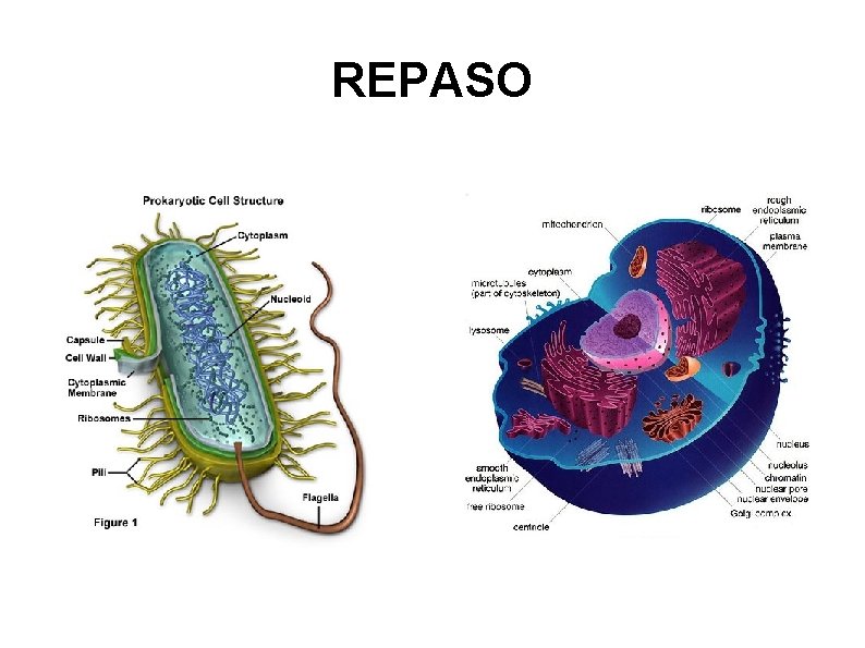 REPASO 