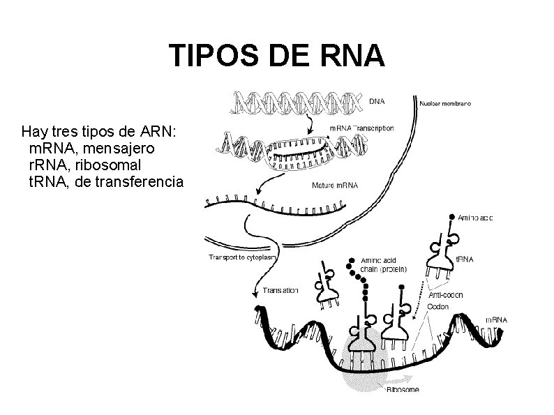 TIPOS DE RNA Hay tres tipos de ARN: m. RNA, mensajero r. RNA, ribosomal