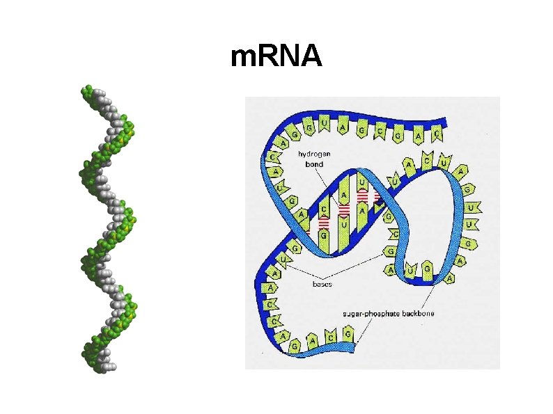 m. RNA 