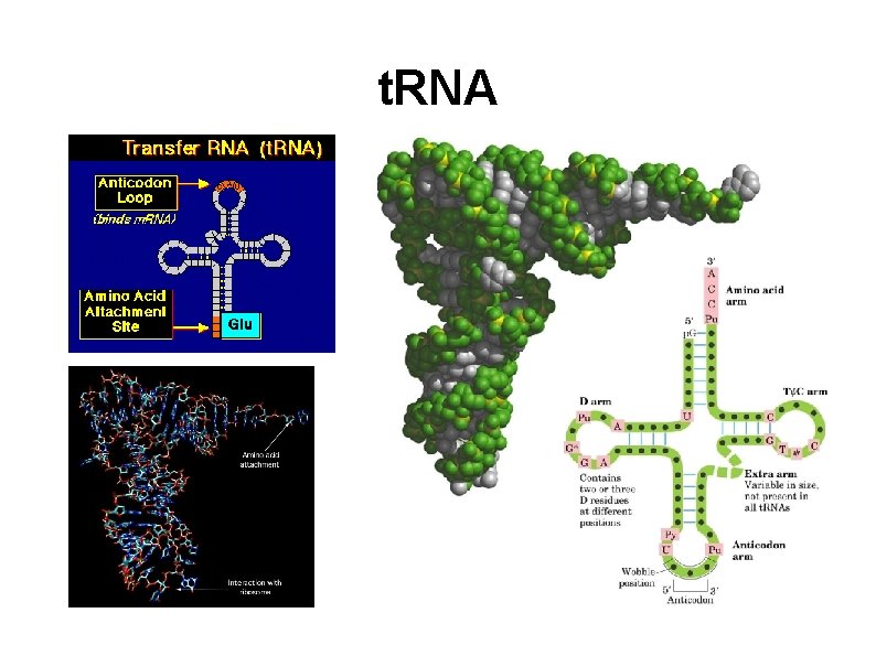 t. RNA 