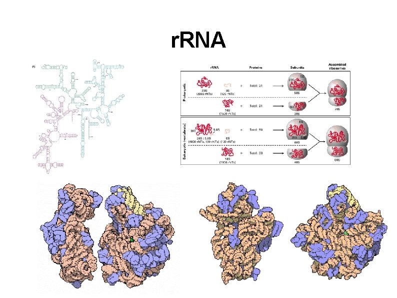 r. RNA 