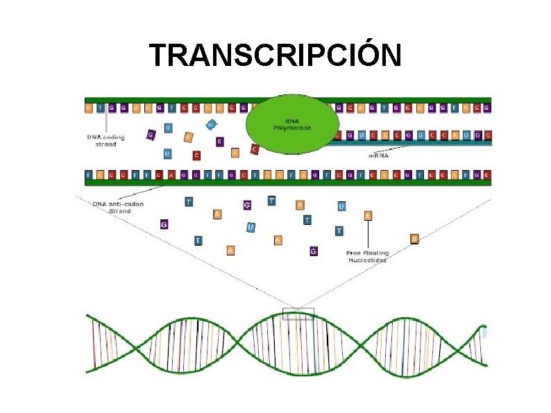 TRANSCRIPCIÓN 