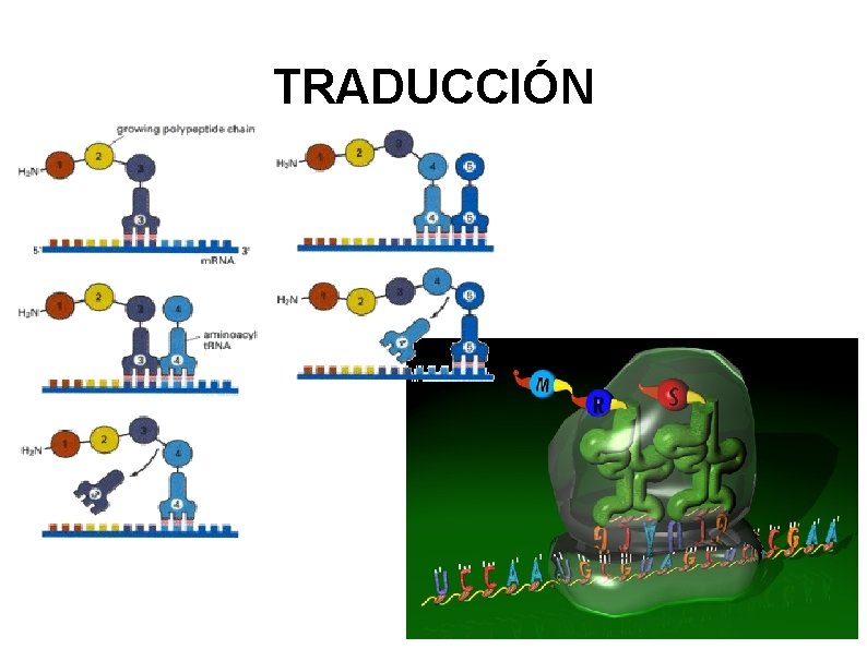 TRADUCCIÓN 