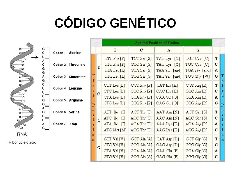 CÓDIGO GENÉTICO 