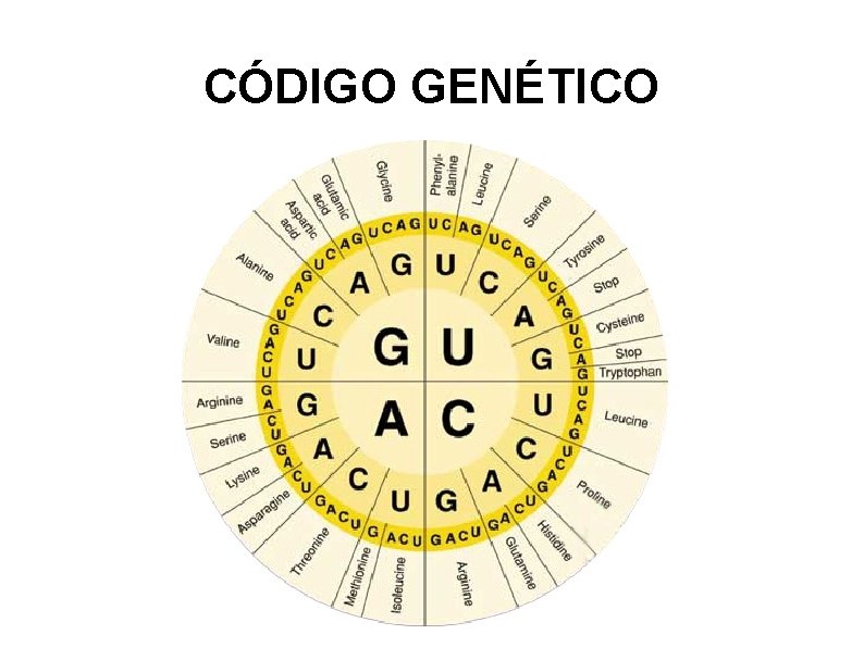 CÓDIGO GENÉTICO 