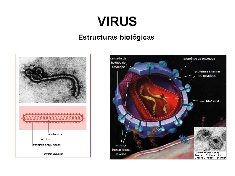 VIRUS Estructuras biológicas 