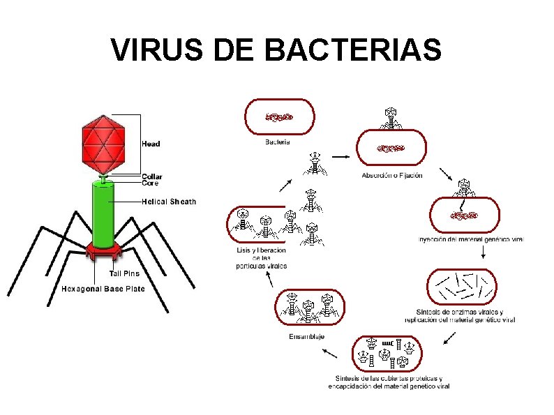 VIRUS DE BACTERIAS 