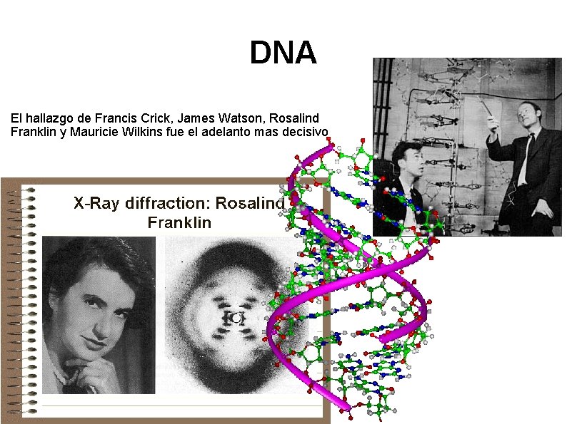 DNA El hallazgo de Francis Crick, James Watson, Rosalind Franklin y Mauricie Wilkins fue