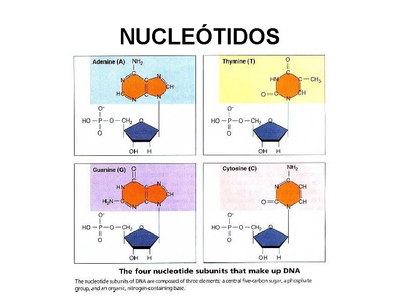 NUCLEÓTIDOS 