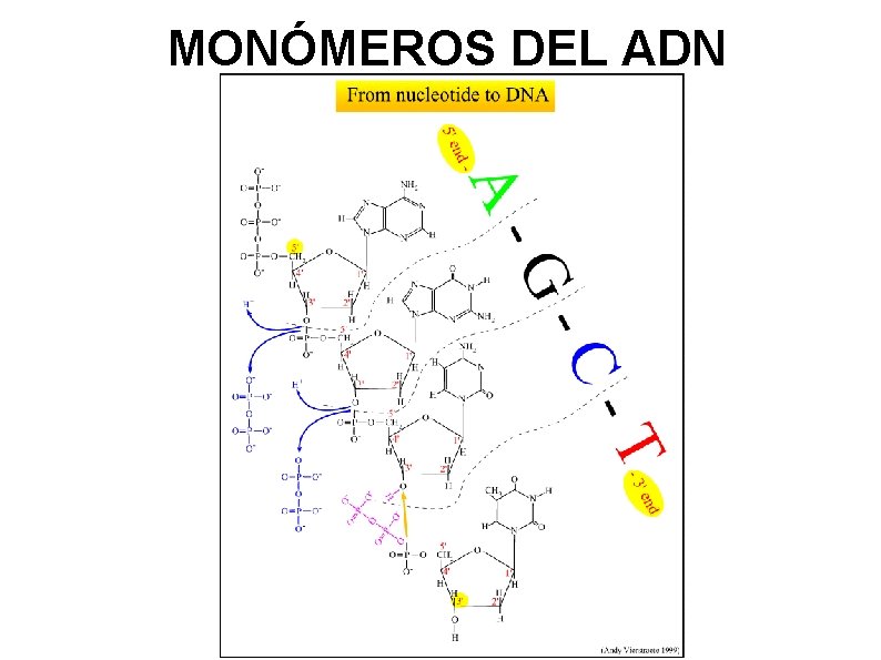 MONÓMEROS DEL ADN 