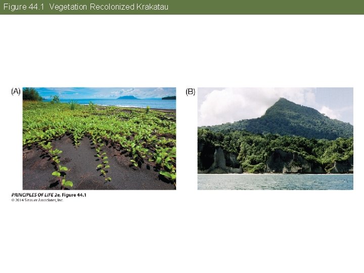 Figure 44. 1 Vegetation Recolonized Krakatau 