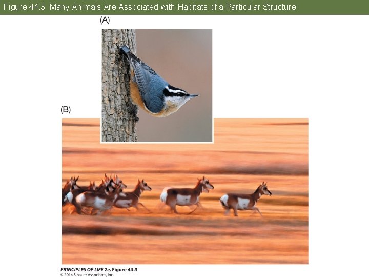 Figure 44. 3 Many Animals Are Associated with Habitats of a Particular Structure 