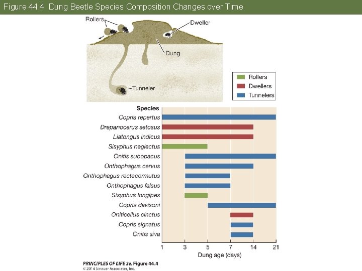 Figure 44. 4 Dung Beetle Species Composition Changes over Time 