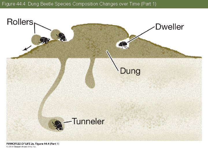 Figure 44. 4 Dung Beetle Species Composition Changes over Time (Part 1) 