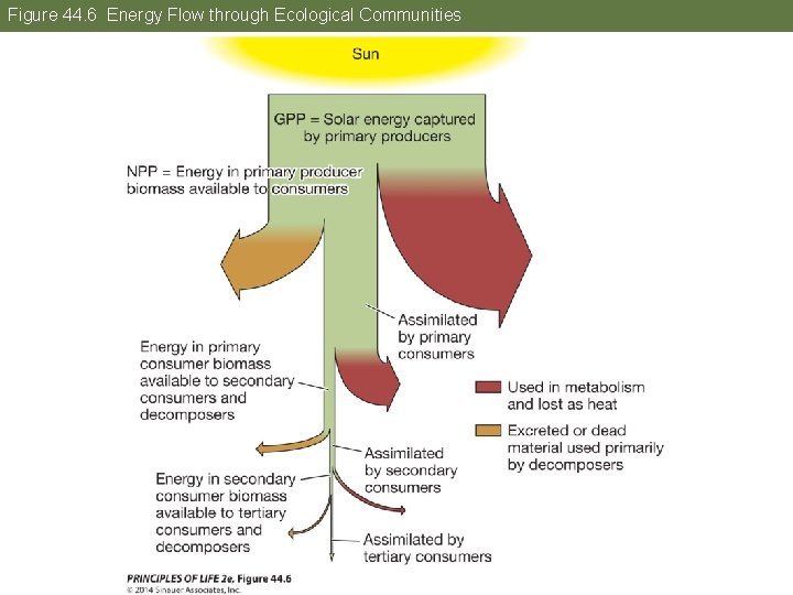Figure 44. 6 Energy Flow through Ecological Communities 