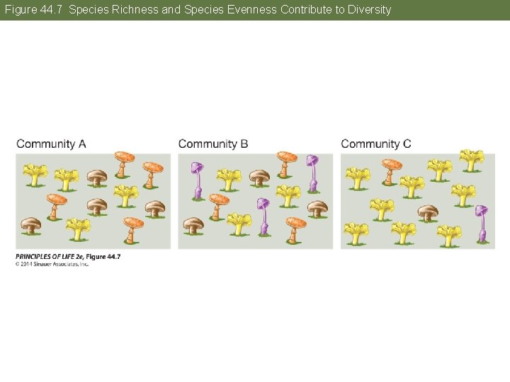 Figure 44. 7 Species Richness and Species Evenness Contribute to Diversity 