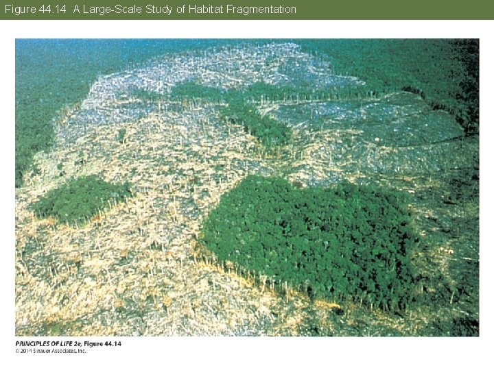 Figure 44. 14 A Large-Scale Study of Habitat Fragmentation 