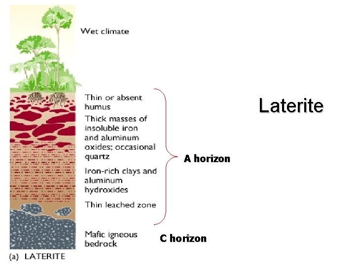 Laterite A horizon C horizon Laterite A horizon C horizon