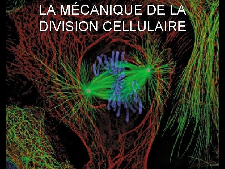 LA MÉCANIQUE DE LA DIVISION CELLULAIRE 