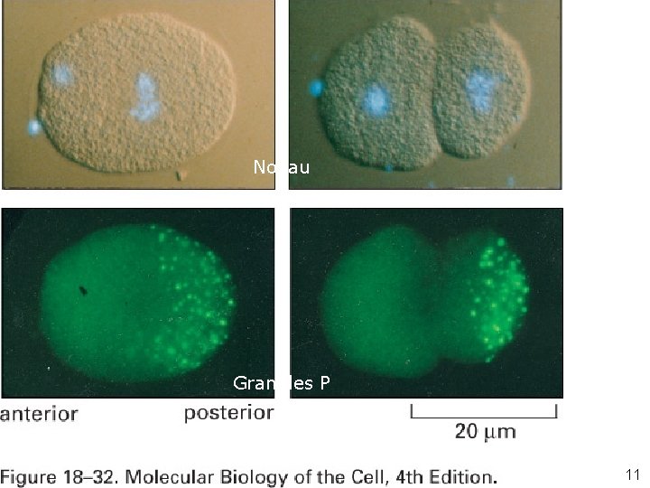 Noyau Fig 18 -32 Granules P 11 