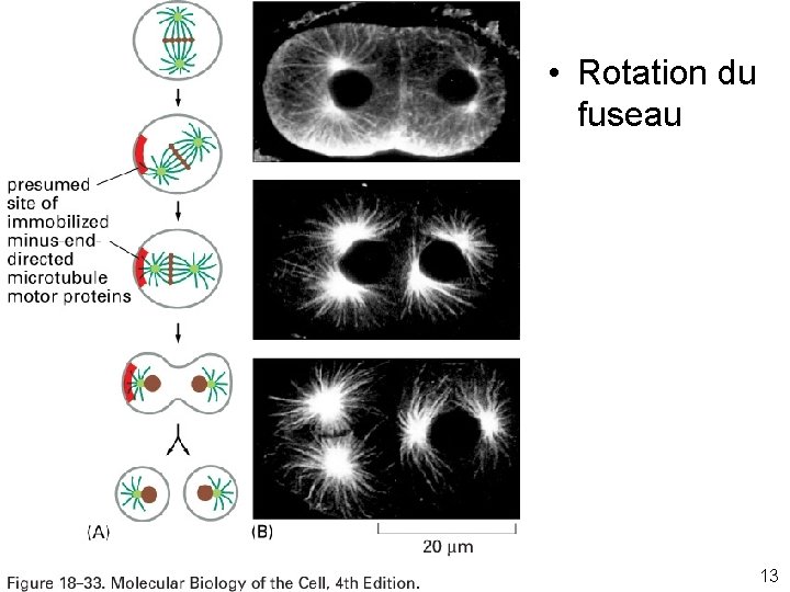  • Rotation du fuseau Fig 18 -33 13 