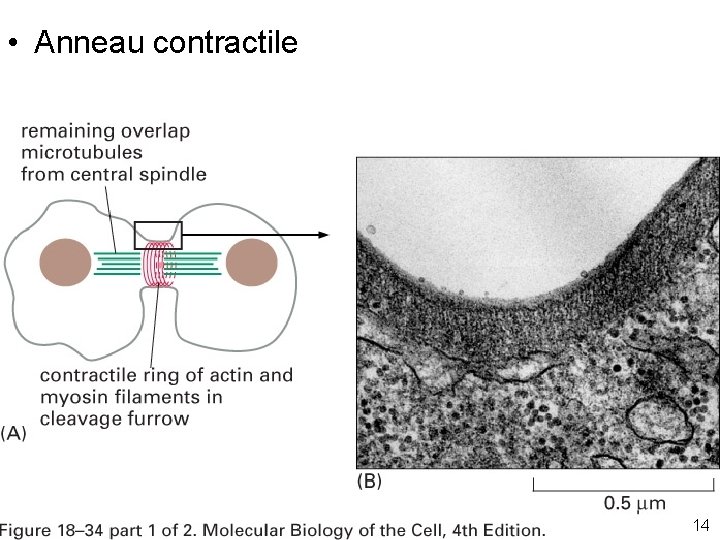  • Anneau contractile Fig 18 -34(AB) 14 