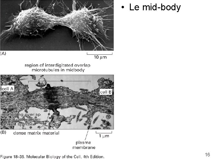  • Le mid-body Fig 18 -35 16 