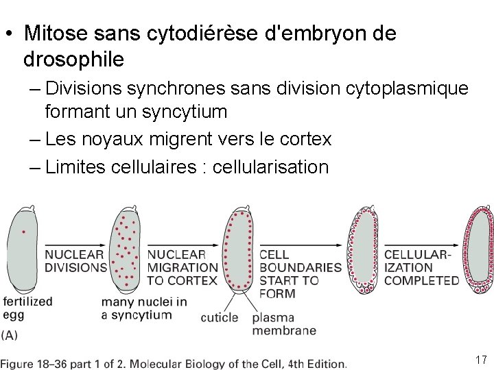  • Mitose sans cytodiérèse d'embryon de drosophile – Divisions synchrones sans division cytoplasmique