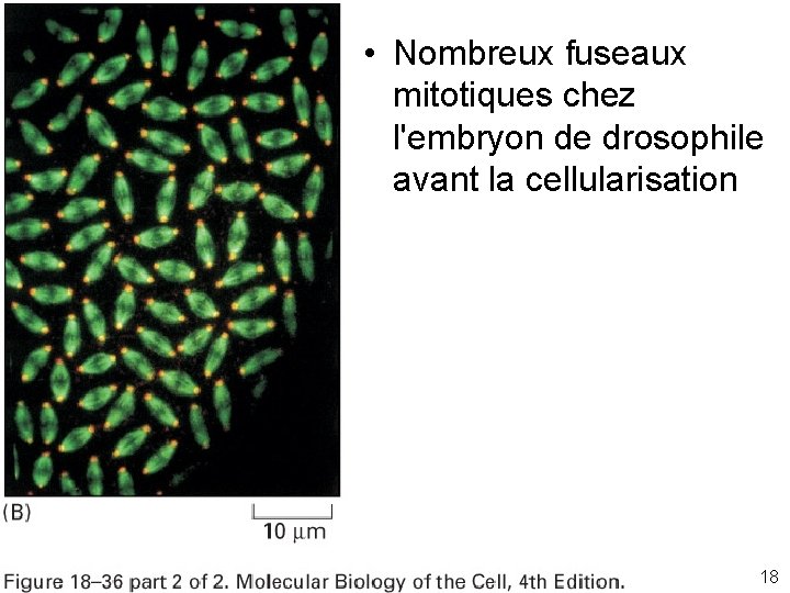  • Nombreux fuseaux mitotiques chez l'embryon de drosophile avant la cellularisation Fig 18