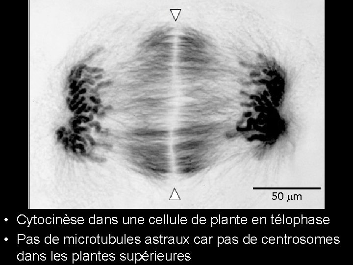 Fig 18 -37 50 m • Cytocinèse dans une cellule de plante en télophase