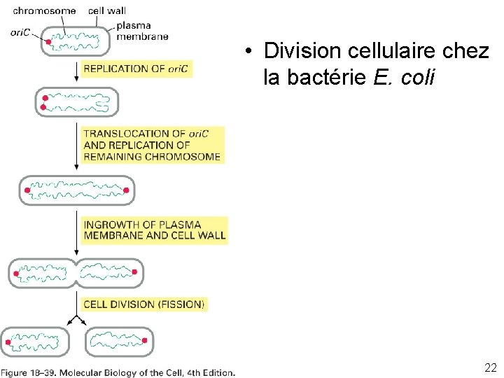  • Division cellulaire chez la bactérie E. coli Fig 18 -39 22 