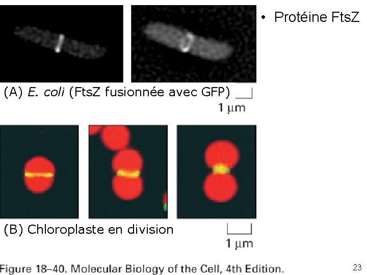  • Protéine Fts. Z (A) E. coli (Fts. Z fusionnée avec GFP) Fig