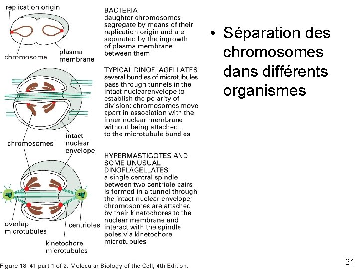  • Séparation des chromosomes dans différents organismes Fig 18 -41 24 