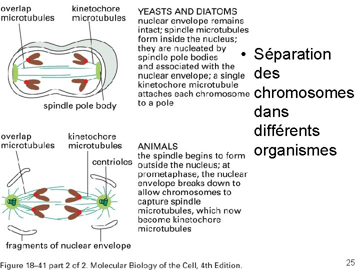  • Séparation des chromosomes dans différents organismes Fig 18 -4 25 