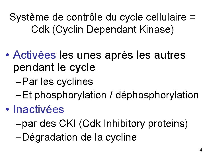 Système de contrôle du cycle cellulaire = Cdk (Cyclin Dependant Kinase) • Activées les