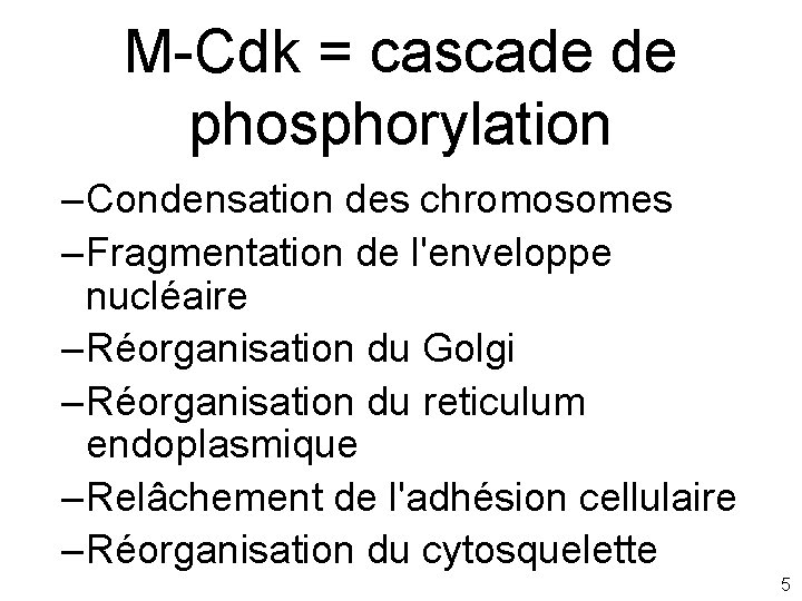 M-Cdk = cascade de phosphorylation – Condensation des chromosomes – Fragmentation de l'enveloppe nucléaire