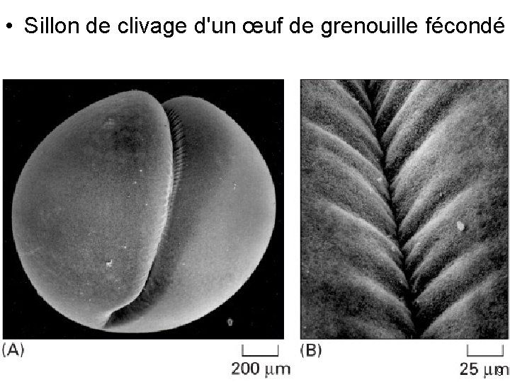  • Sillon de clivage d'un œuf de grenouille fécondé Fig 18 -30 9
