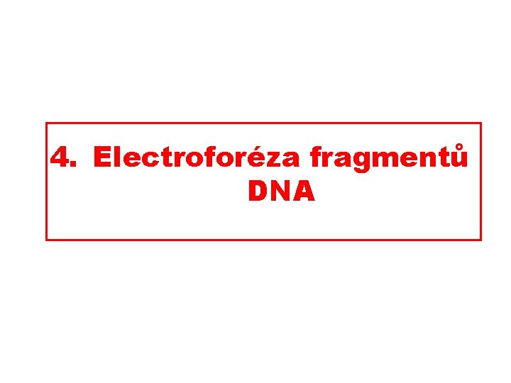 4. Electroforéza fragmentů DNA 