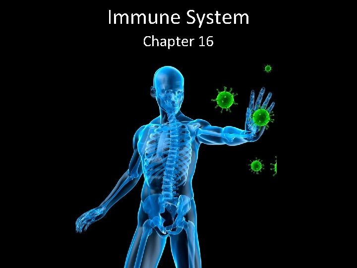 Immune System Chapter 16 