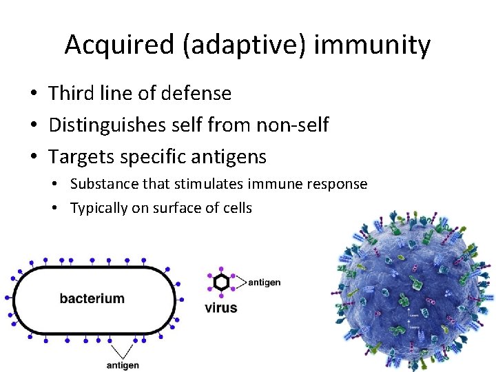 Acquired (adaptive) immunity • Third line of defense • Distinguishes self from non-self •