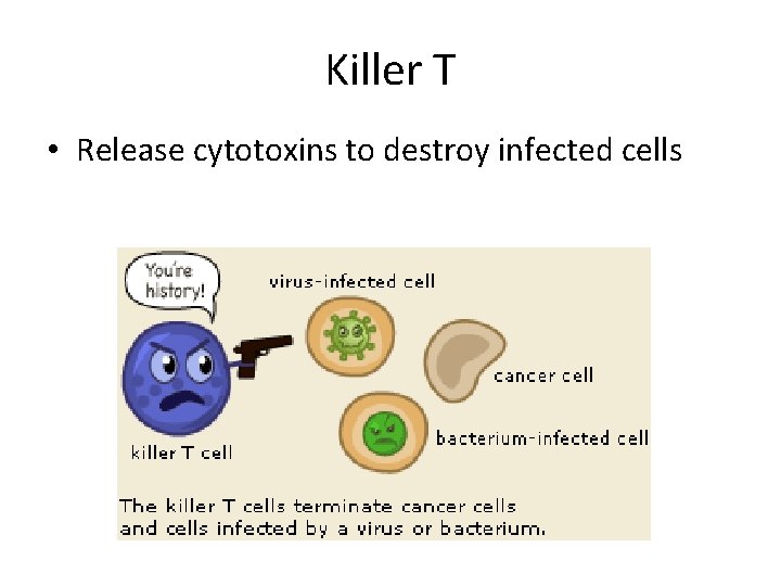 Killer T • Release cytotoxins to destroy infected cells 