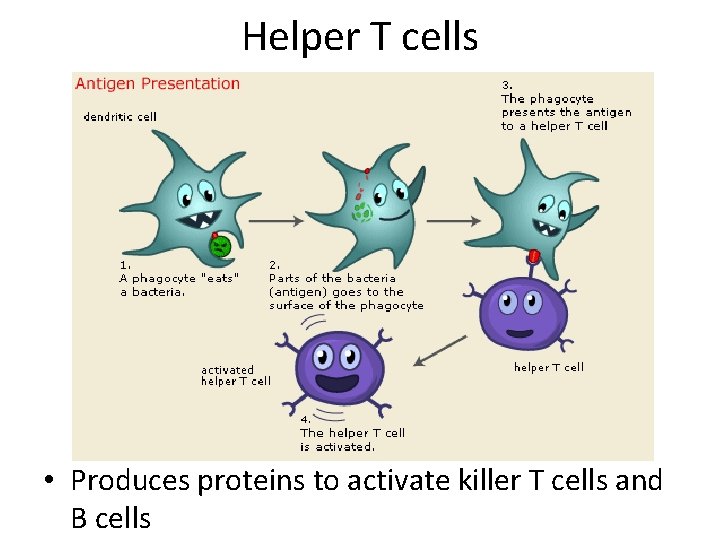 Helper T cells • Produces proteins to activate killer T cells and B cells