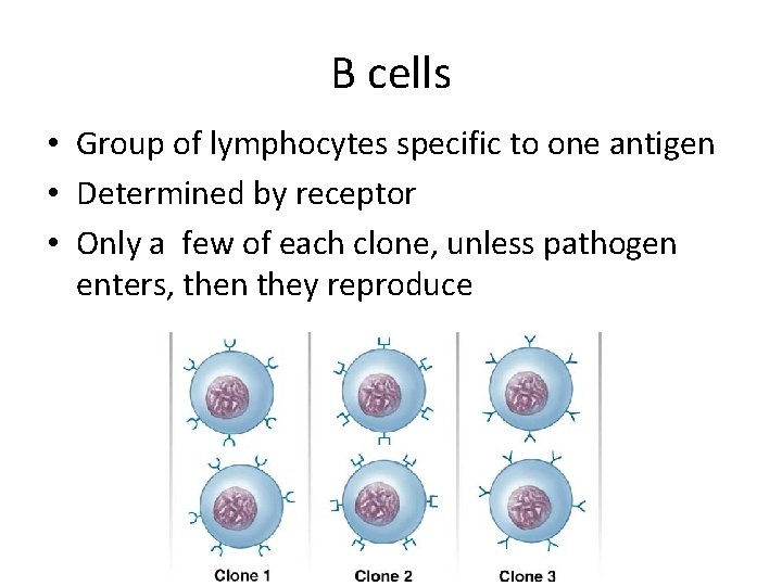 B cells • Group of lymphocytes specific to one antigen • Determined by receptor