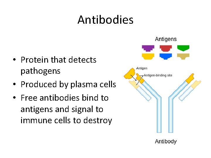 Antibodies • Protein that detects pathogens • Produced by plasma cells • Free antibodies