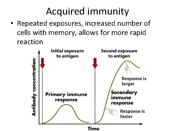 Acquired immunity • Repeated exposures, increased number of cells with memory, allows for more